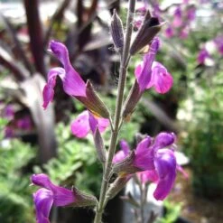 Ultra Violet Salvia -High country gradens ultra violet salvia 2