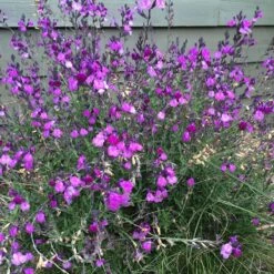 Ultra Violet Salvia -High country gradens ultra violet salvia 4