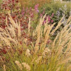 UNDAUNTED® Alpine Plume Grass -High country gradens undaunted alpine plume spring creek1