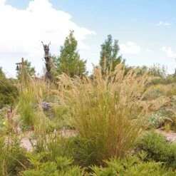 UNDAUNTED® Alpine Plume Grass -High country gradens undaunted alpine plume spring creek2