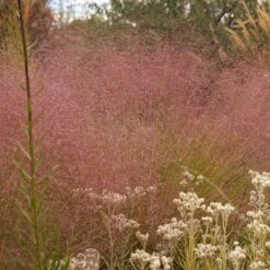 Watershed Wise Pre-Planned Garden -High country gradens undaunted red muhly grass cropped
