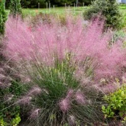 Rock Garden Collection -High country gradens undaunted ruby muhly grass credit walters gardens