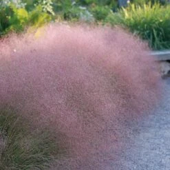 Soft Colors Inferno Strip Grass Collection -High country gradens undaunted ruby muhly grass sq
