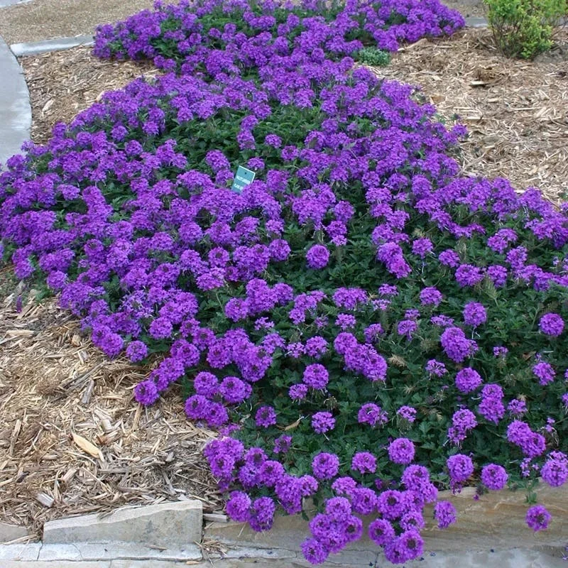 Valley Lavender® Plains Verbena 4 Valley Lavender® Plains Verbena - Image 2