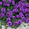 Valley Lavender® Plains Verbena 1 Valley Lavender® Plains Verbena -High country gradens verbena bipinnitifida valley lavender close up 2 2