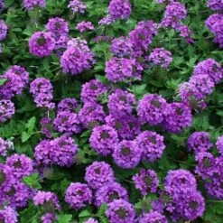 Valley Lavender® Plains Verbena 7 Valley Lavender® Plains Verbena -High country gradens verbena bipinnitifida valley lavender close up 1