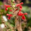 Vermilion Bluffs® Mexican Salvia -High country gradens vermilion bluffs mexican sage