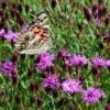 Summer's Swan Song Ironweed (Vernonia) -High country gradens vernonia summer swan song american painted lady jim ault