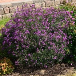 Summer's Swan Song Ironweed (Vernonia) -High country gradens vernonia summer swan song garden jim ault