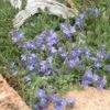 Blue Reflection® Veronica 1 Blue Reflection® Veronica -High country gradens veronica liwanensis 2