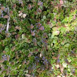 Thyme-Leaf Veronica -High country gradens veronica oltensis pr