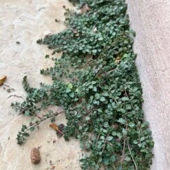 Thyme-Leaf Veronica -High country gradens veronica oltensis wwg crop