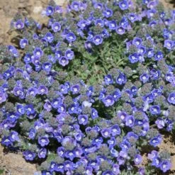 Blue Woolly Veronica -High country gradens veronica pectinata 2