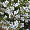 Snowmass® Veronica -High country gradens veronica snowmass blue eyed pat hayward close