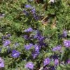Blue Woolly Veronica -High country gradens veronica pectinata woolly speedwell celeste meyeres 3