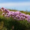 Victor Reiter Armeria -High country gradens victor reiter sea thrift armeria martima flowering