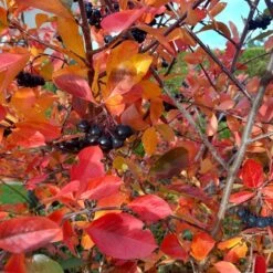 Habitat Shrub Collection For The West 10 Habitat Shrub Collection For The West -High country gradens viking black chokeberry sq