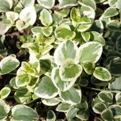 Big Leaf Vinca -High country gradens vinca major shutterstock 346522652 cropped
