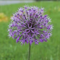 Deer & Rodent Resistant Bulb Collection -High country gradens violet beauty alium cropped