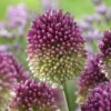 Drumstick Allium 2 Drumstick Allium -High country gradens visi135464 drumstick cropped
