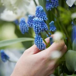 Grape Hyacinth -High country gradens visi159522 muscari cropped