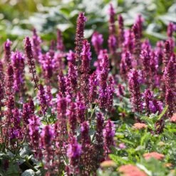 Rose Marvel Salvia -High country gradens visi183262 salvia rose marvel sq