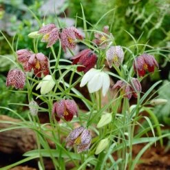 Snake's Head Fritillary -High country gradens visi26883 fritillaria meleagris0cropped