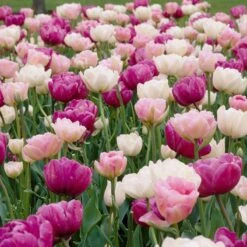 Double Late Tulip Mix 8 Double Late Tulip Mix -High country gradens visi34695 double late tulip mix cropped