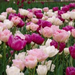 Double Late Tulip Mix 9 Double Late Tulip Mix -High country gradens visi34696 double late tulip mix cropped
