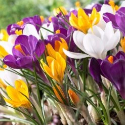 Dutch Crocus Mix -High country gradens visi50589 dutch crocus mix cropped
