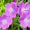 Vision® Violet Geranium -High country gradens vision violet geranium close up