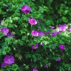 Vision® Violet Geranium -High country gradens vision violet geranium sq 1