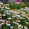 PowWow® White Echinacea -High country gradens walers gardens echinacea powwow white