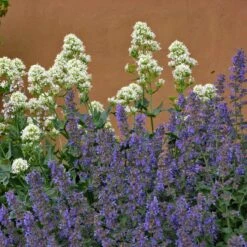 Walker's Low Nepeta -High country gradens walkers low nepta pollinator 1