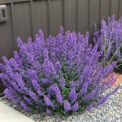 Walker's Low Nepeta -High country gradens walkers nepeta pr sidewalk