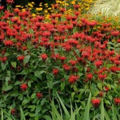 Jacob Cline Bee Balm -High country gradens walters gardens monarda jacob cline cropped 1 1 1