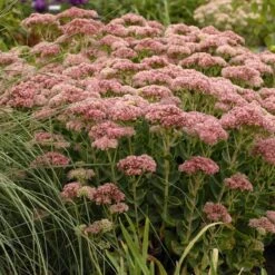 August Afternoons Pre-Planned Garden -High country gradens walters gardens sedum autumn fire pink