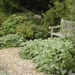 Helen Von Stein Lamb's Ear 7 Helen Von Stein Lamb's Ear -High country gradens walters gardens stachys helen von stein