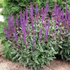 Caradonna Salvia -High country gradens walters gardens salvia caradonna cropped 1 1