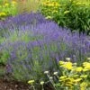Hidcote Superior English Lavender -High country gradens walters gardens lavandula hidcote cropped 2