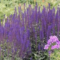 Caradonna Salvia -High country gradens walters gardens salvia caradonna cropped 1