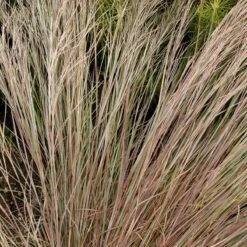 Prairie Blues Little Bluestem Grass -High country gradens walters gardens schizachyrium prairie blues close up foliage cropped