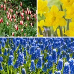 Waterwise Walkway Bulb Collection -High country gradens waterwise walkway bulb coll 12 11 24