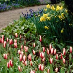 Waterwise Walkway Bulb Collection -High country gradens waterwise walkway bulb coll