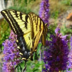 Blue Blazes Agastache -High country gradens western swallowtail sipping agastache blue blazes 3