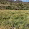 Western Trails Native Grass Seed Mix -High country gradens western trails hero