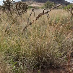 Western Trails Native Grass Seed Mix -High country gradens western trails sideoats grama grass
