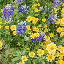 Western Xeriscape Wildflower Seed Mix -High country gradens western xeriscape adobestock cropped