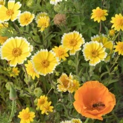 Western Xeriscape Wildflower Seed Mix -High country gradens western xeriscape adobestock cropped2