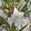 Hope Desert Willow 2 Hope Desert Willow -High country gradens white chilopsis linearis hope